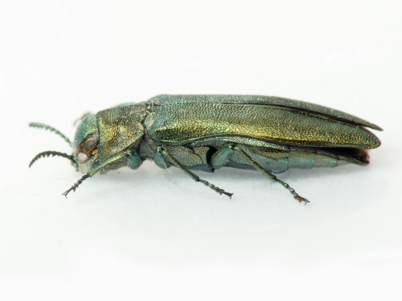 Buprestidae Leach, 1815